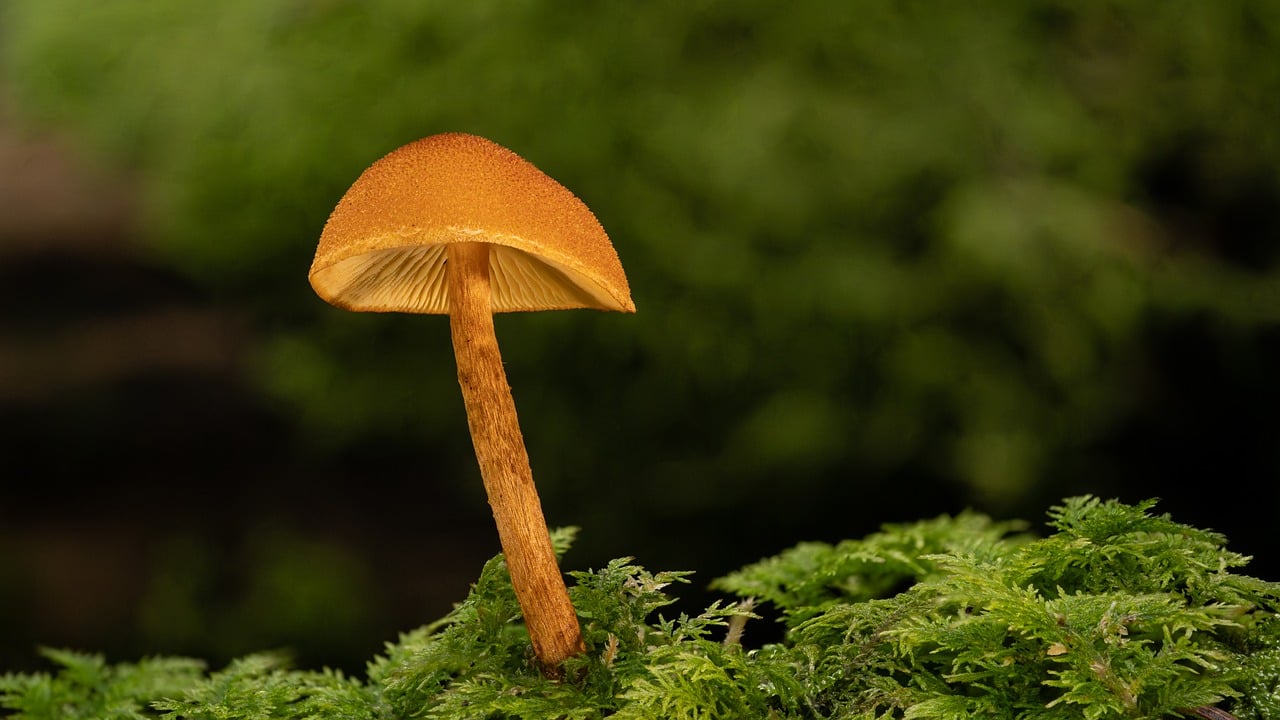 量词作用域的扩张与收缩等价式